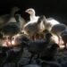 First Recent US Case of Human Bird Flu Confirmed in Colorado