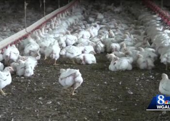 Illinois recommends residents halt use of bird feeders, baths