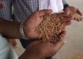 Reimagine Global Food Systems to Prevent Hunger and Protect Rights