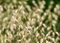 Oat reference genome: Insights into a uniquely healthy cereal crop
