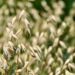 Oat reference genome: Insights into a uniquely healthy cereal crop